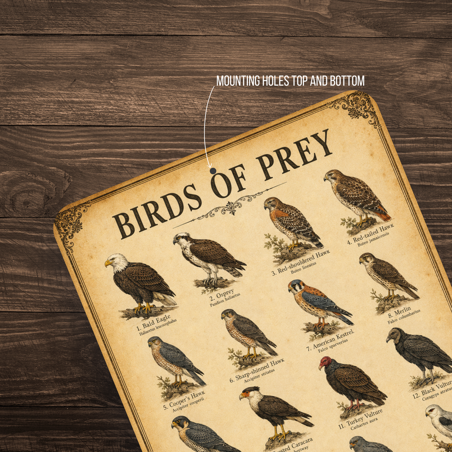 Birds of Prey Sign