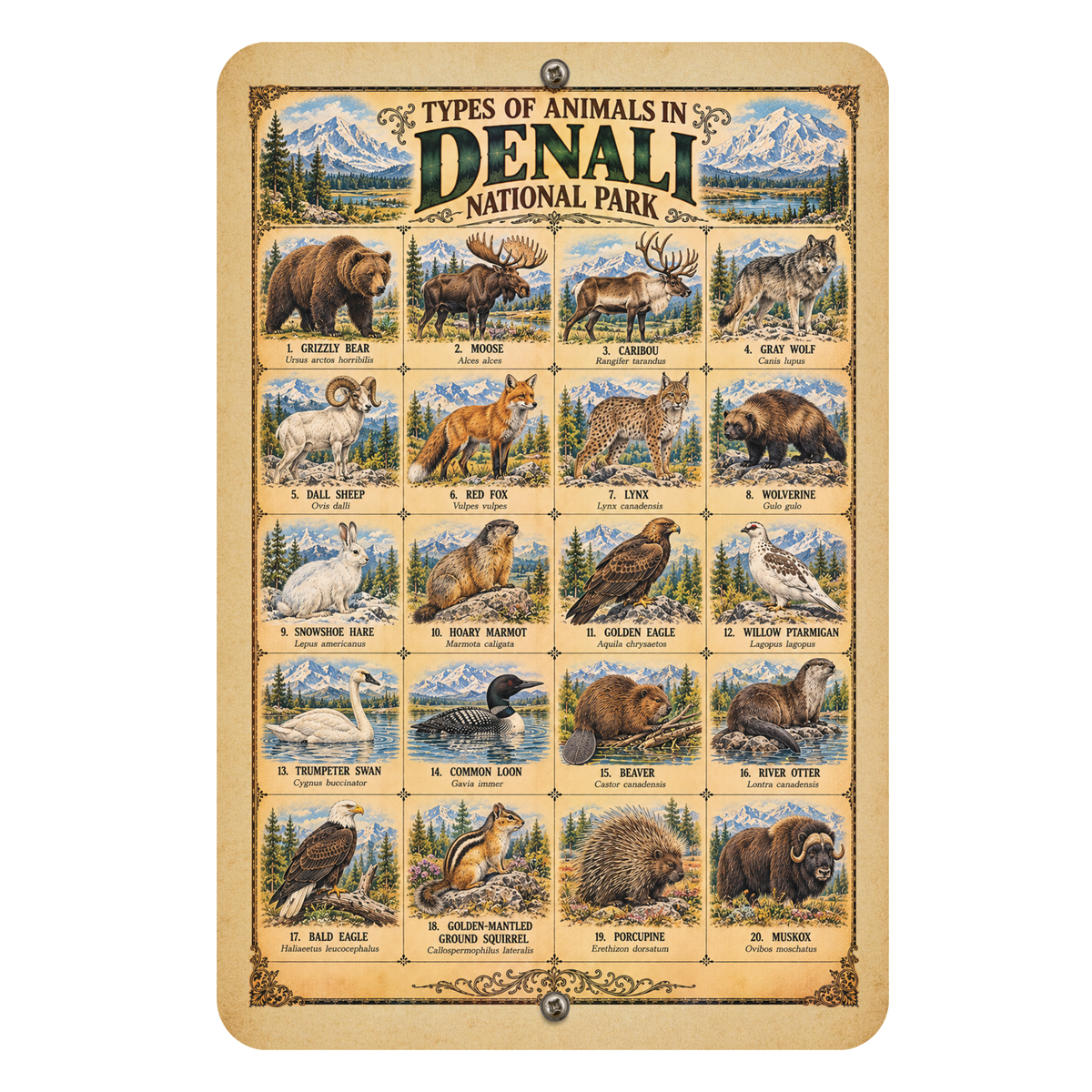 Animals of Denali National Park – Vintage Wildlife Identification Metal Sign