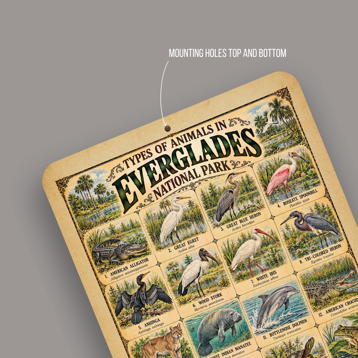Animals of Everglades National Park – Vintage Wildlife Identification Metal Sign