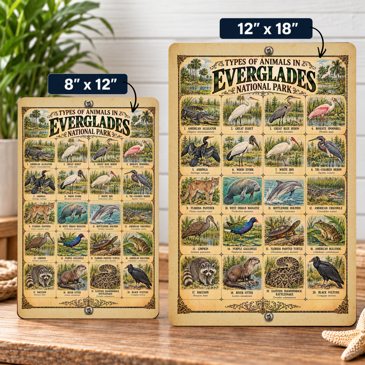 Animals of Everglades National Park – Vintage Wildlife Identification Metal Sign