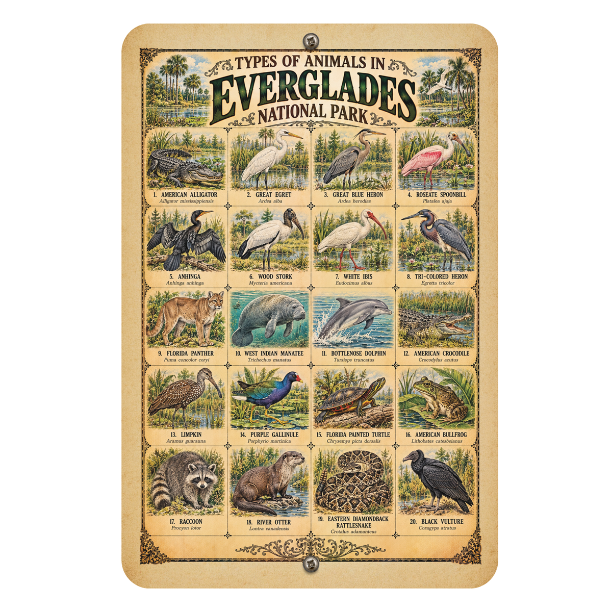 Animals of Everglades National Park – Vintage Wildlife Identification Metal Sign