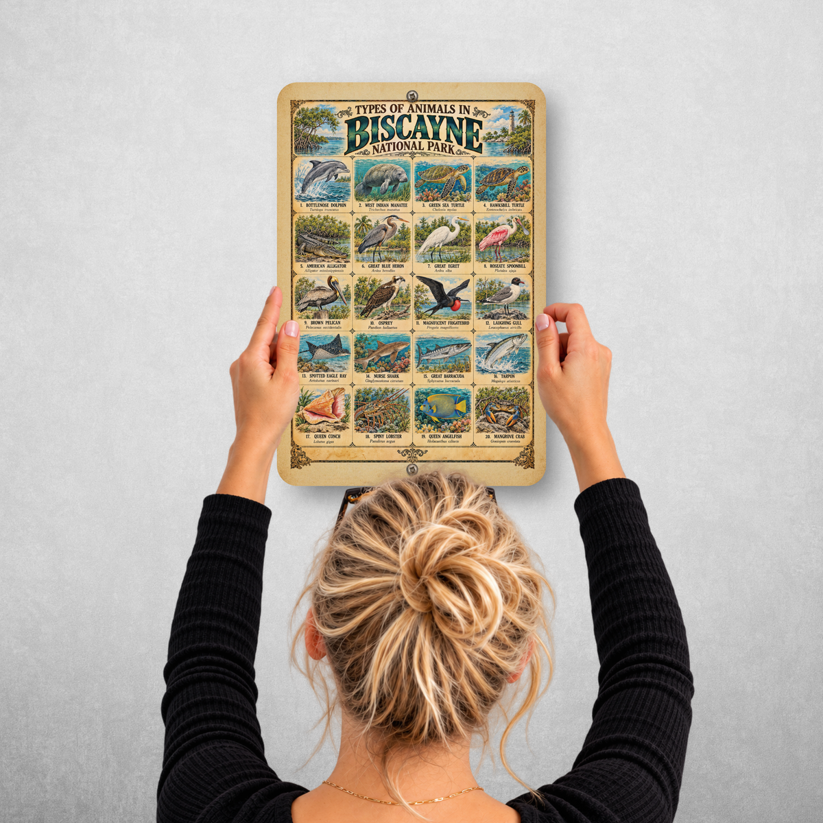 Animals of Biscayne National Park – Vintage Wildlife Identification Metal Sign