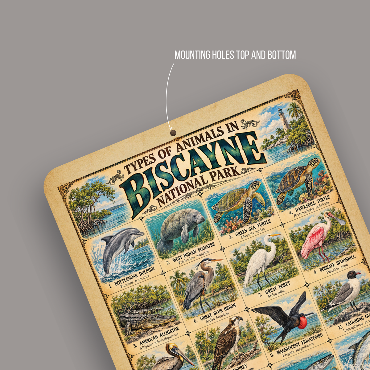 Animals of Biscayne National Park – Vintage Wildlife Identification Metal Sign