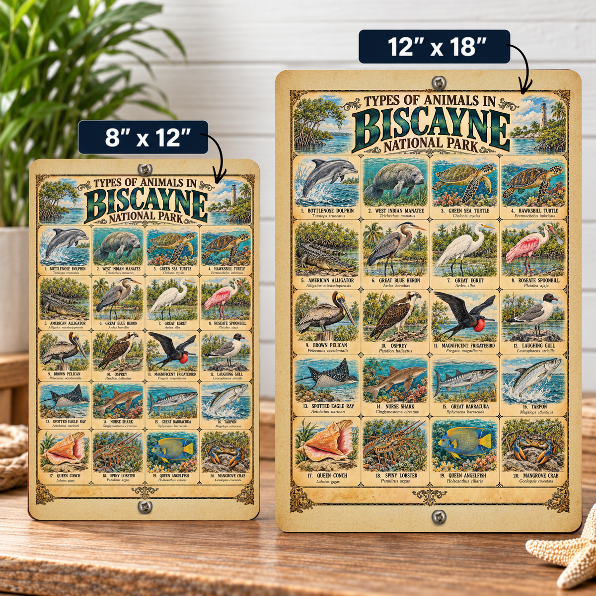 Animals of Biscayne National Park – Vintage Wildlife Identification Metal Sign
