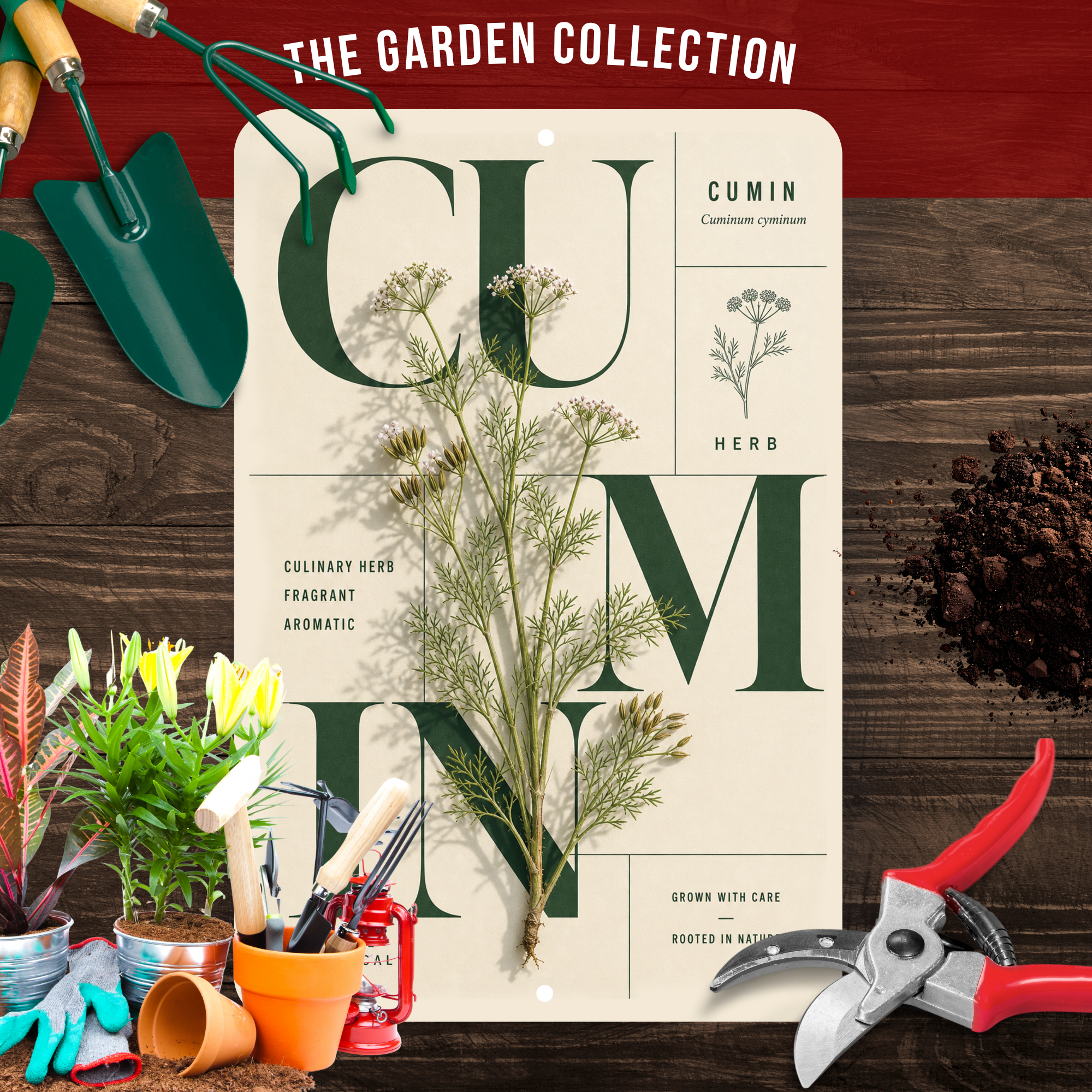 Cumin Botanical Aluminum Sign – Herb Kitchen & Garden Décor