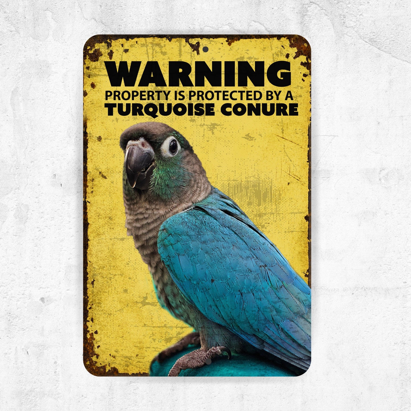 Turquoise Conure Metal Sign