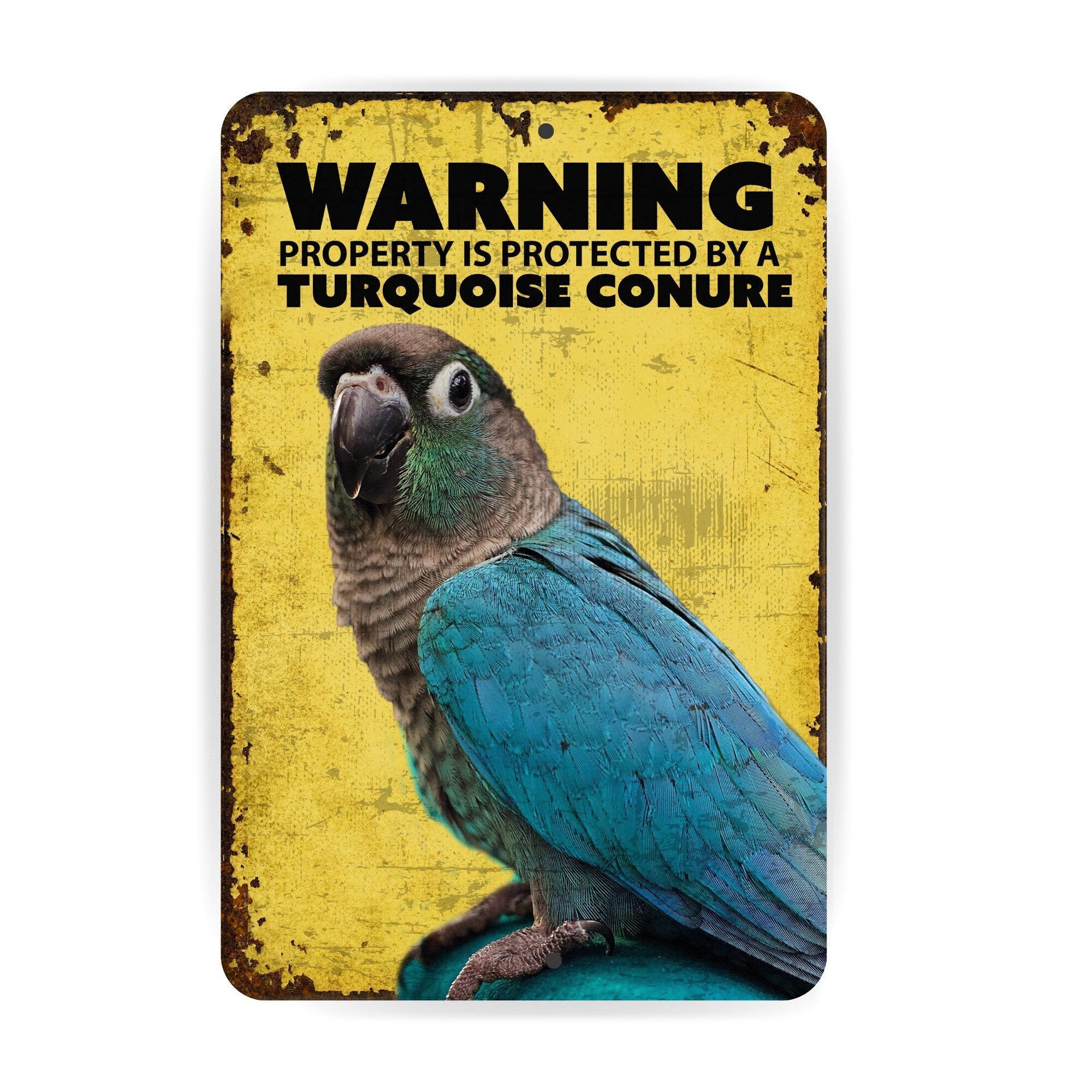Turquoise Conure Funny Sign