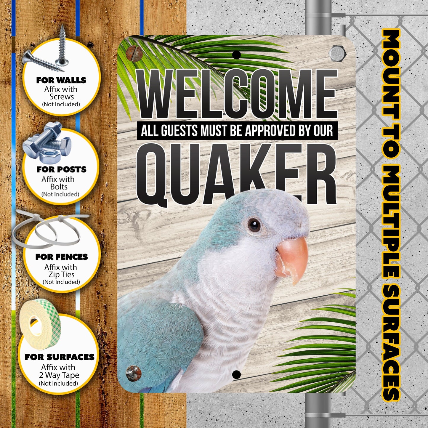 Blue Quaker Parrot
