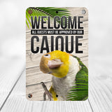 White Belly Caique