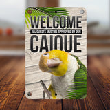 White Belly Caique
