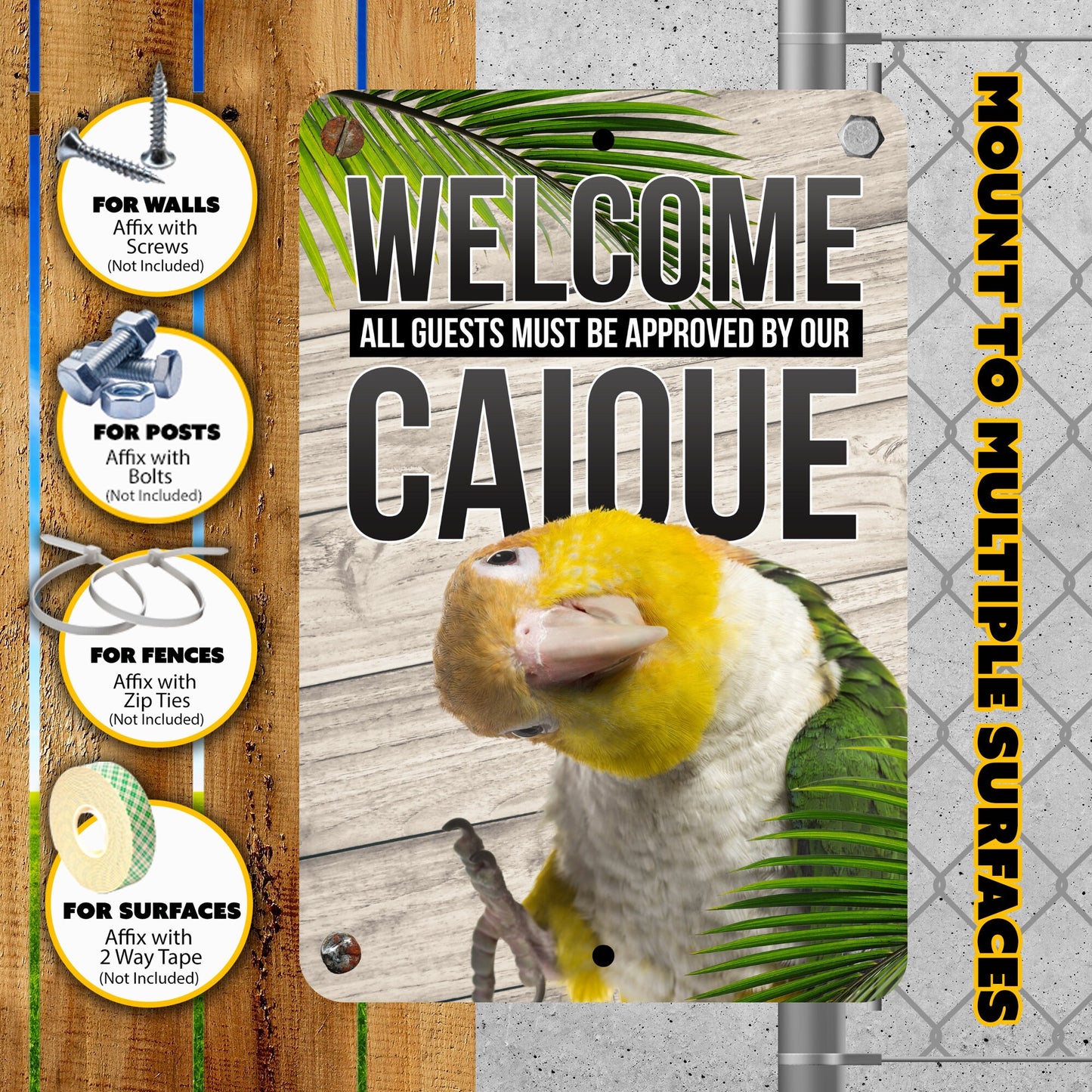 White Belly Caique