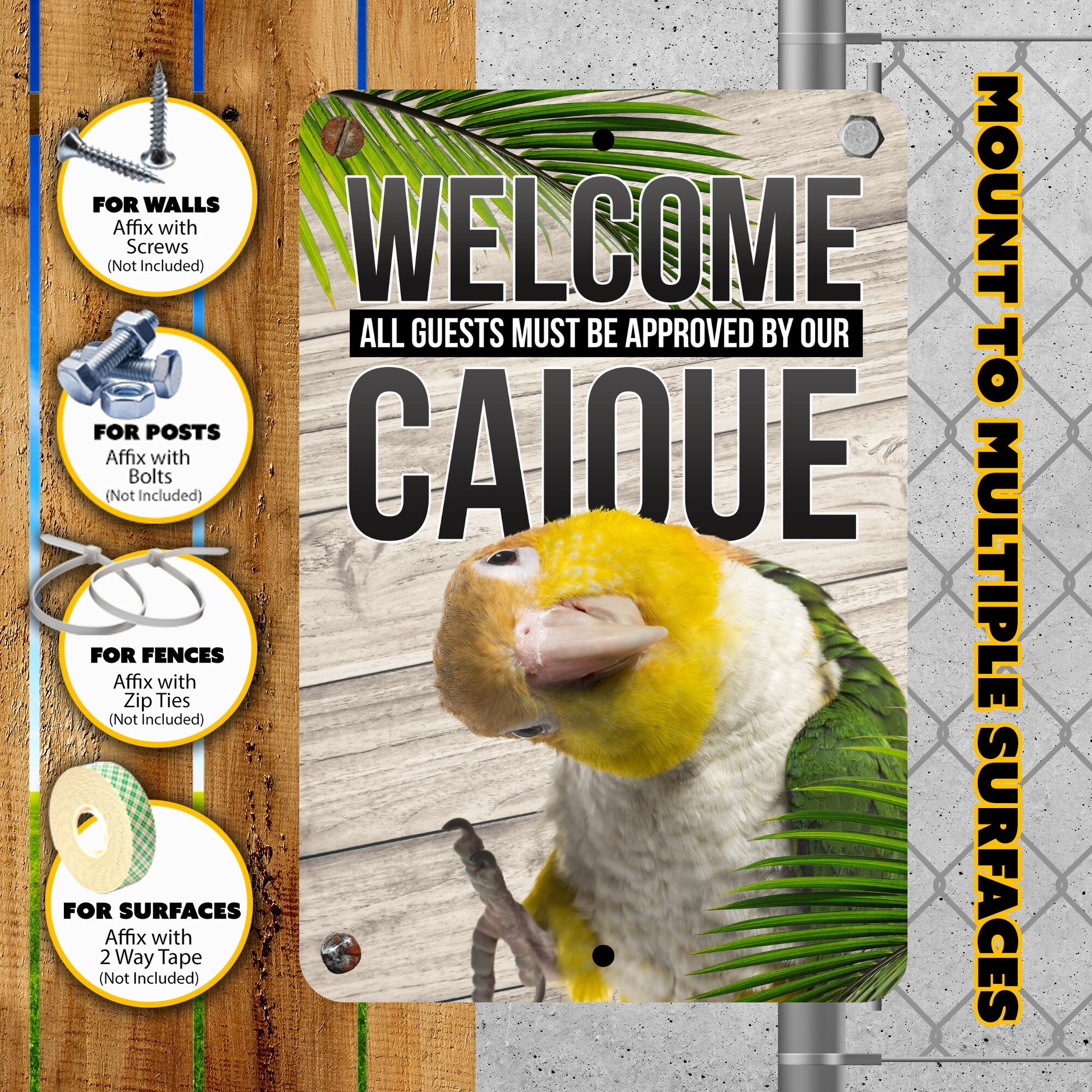 White Belly Caique
