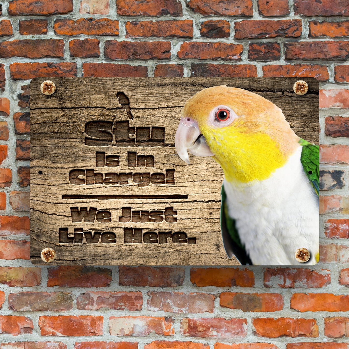 Personalized White Belly Caique Sign