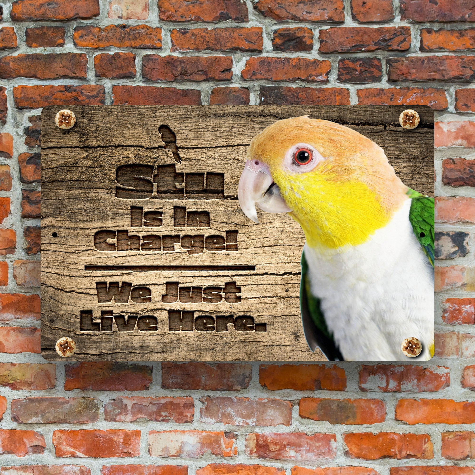 Personalized White Belly Caique Sign