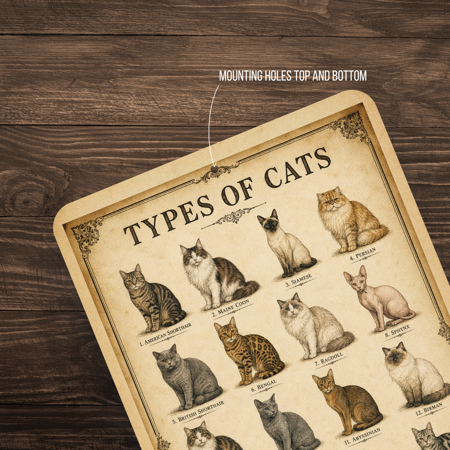 Types of Cats Signs